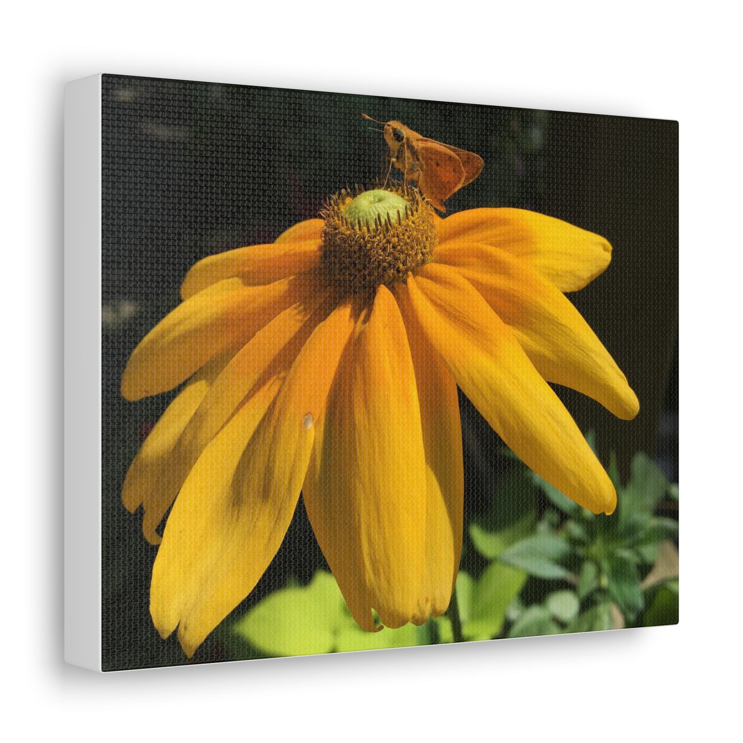 Canvas Gallery Wrap - Butterfly